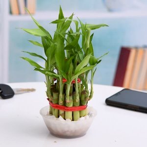2 Layer Lucky Bamboo Plant