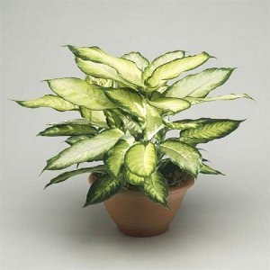 Dieffenbachia Plant