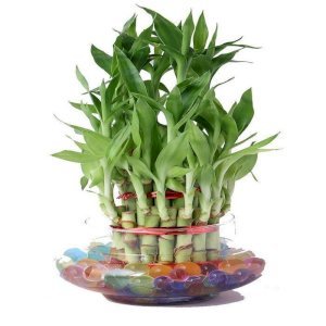 3 Layer Lucky Bamboo