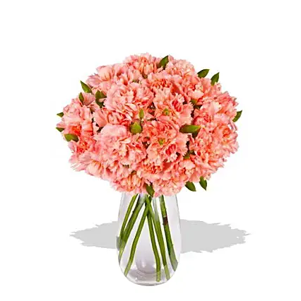 Bouquet of 12 Pink Carnations