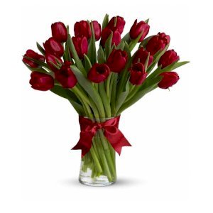 Charming red Tulips