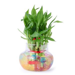 2 Layer Lucky Bamboo