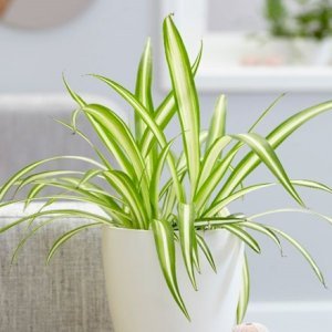 Spider Plant Chlorophytum Comossum