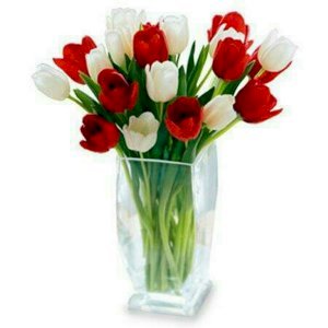 Combination of Red and white Tulips